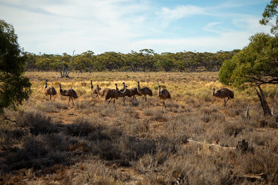 Federal Court Dismisses Merit Group Australia Administrator Challenge