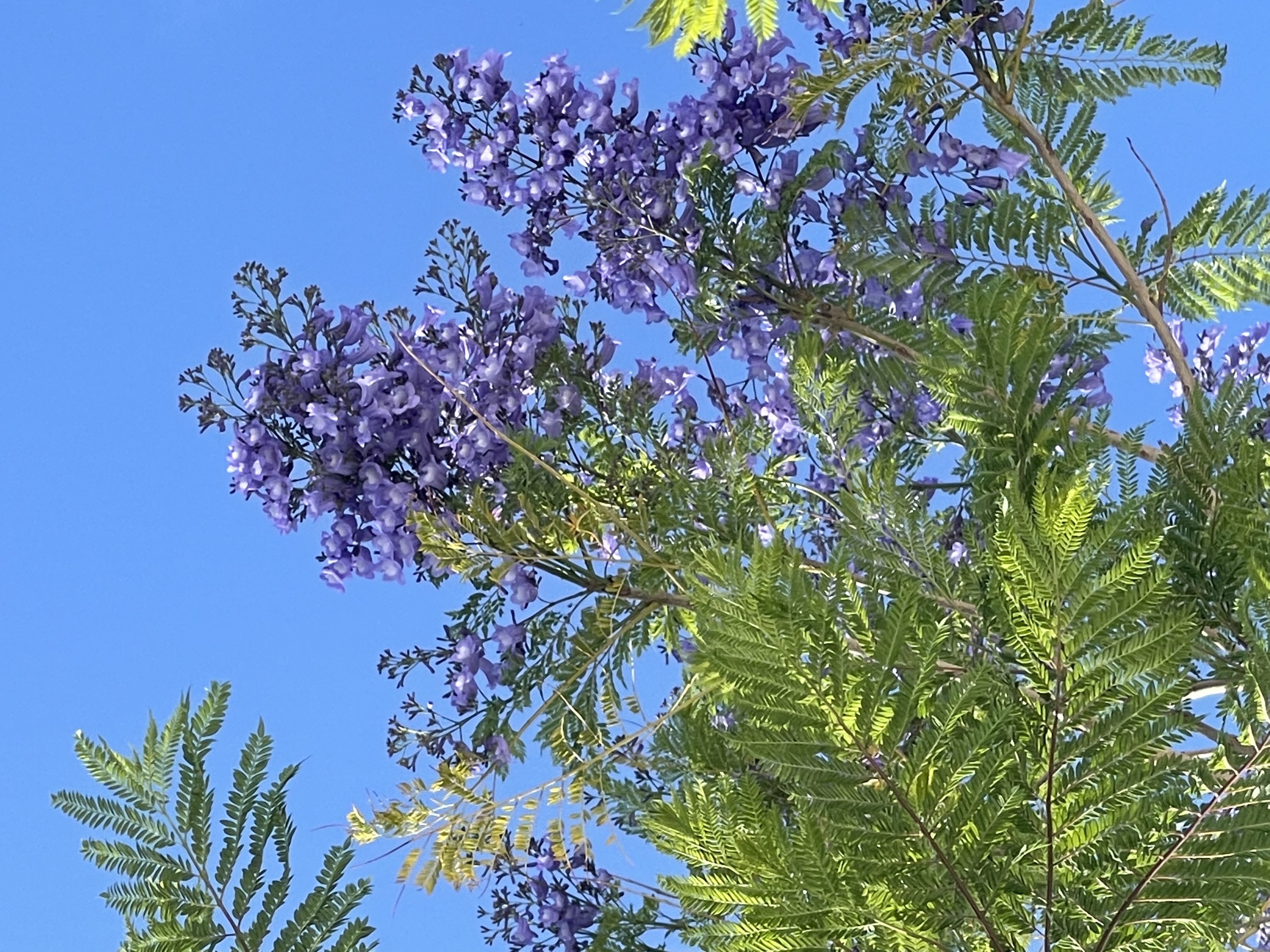 Lisbon's jacaranda trees turn the city violet each early summer