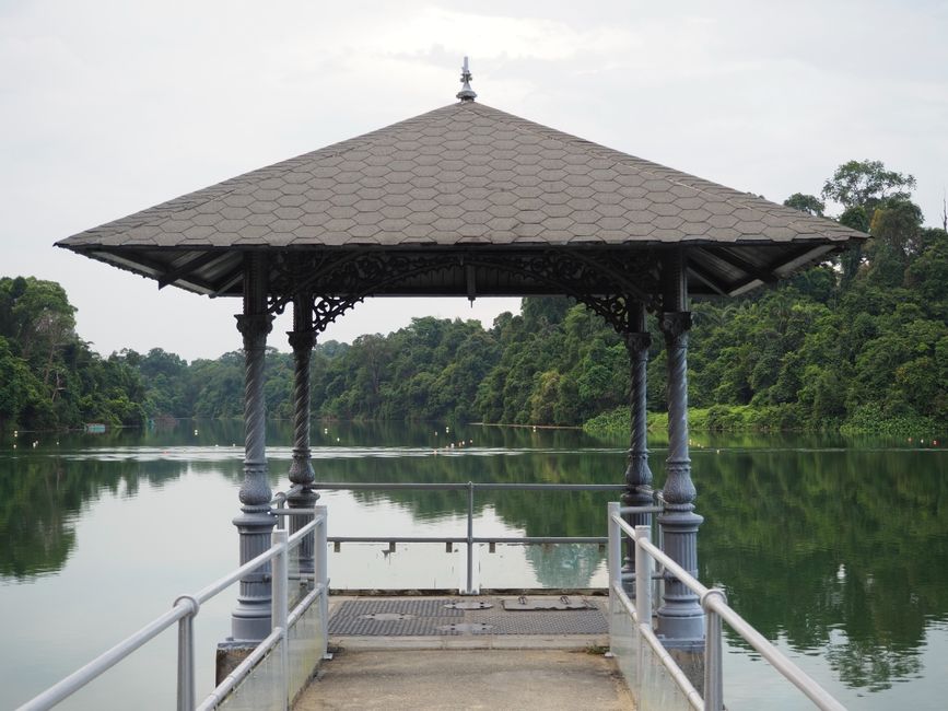 MacRitchie Trail Singapore: Complete Local Guide