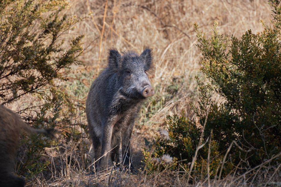 Kangaroo Island declares feral pig eradication after bushfire offered rare opportunity