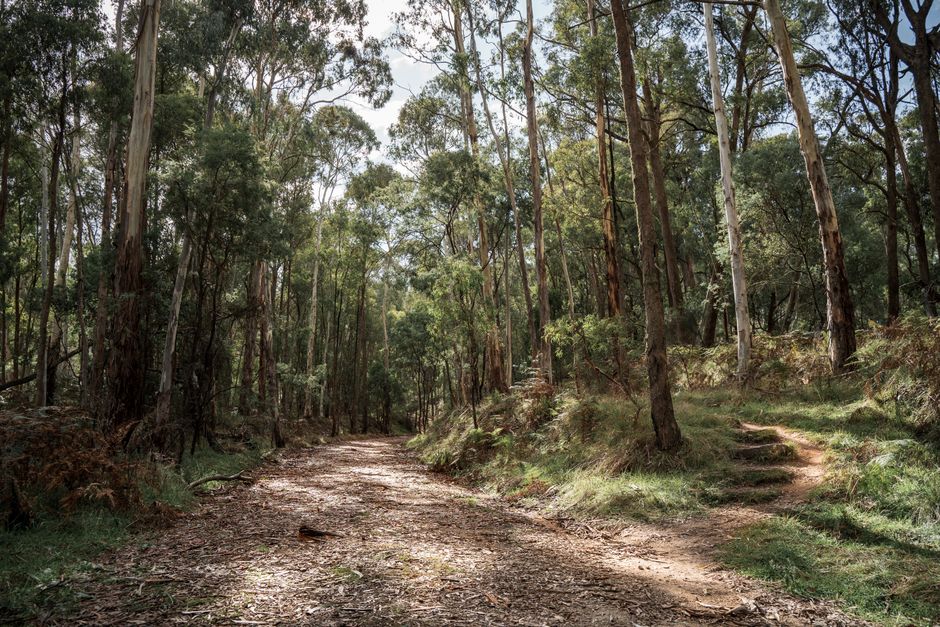 Bushwalking trails near Canberra: best 2025 walks