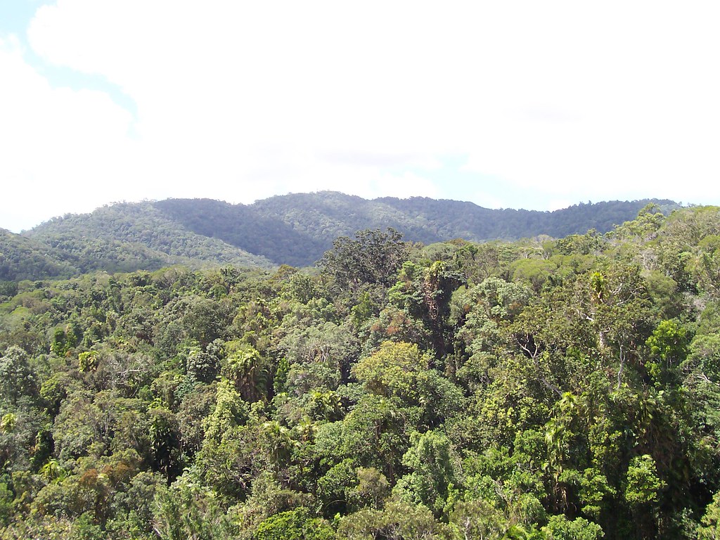 Cairns Property Auction Bidding Strategy Guide