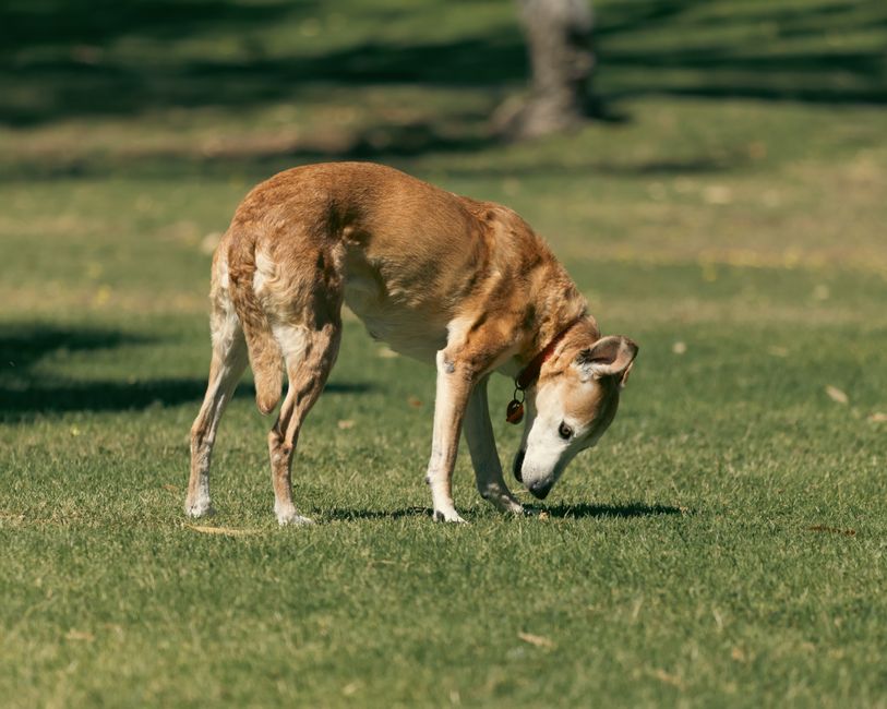 Dog-Friendly Parks Perth: Best Spots for Fitness