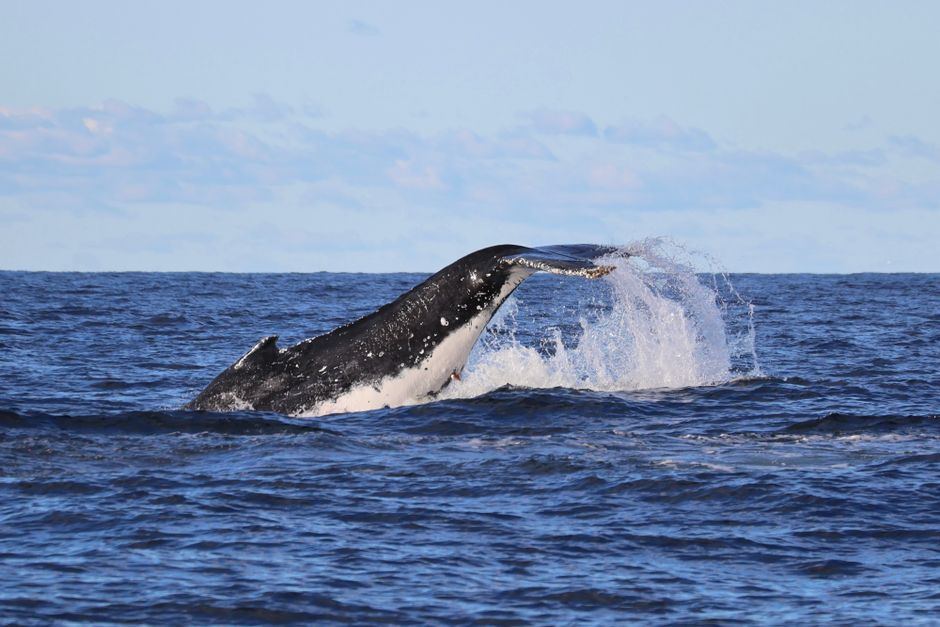 Swimming Lessons & Water Sports in Sydney