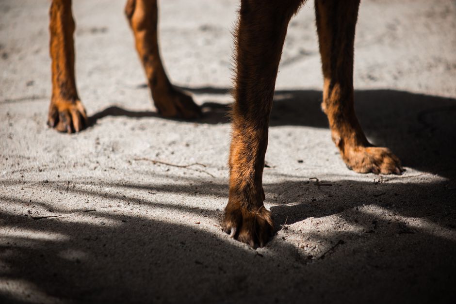 Dog-Friendly Parks Townsville: Free Fitness & Community