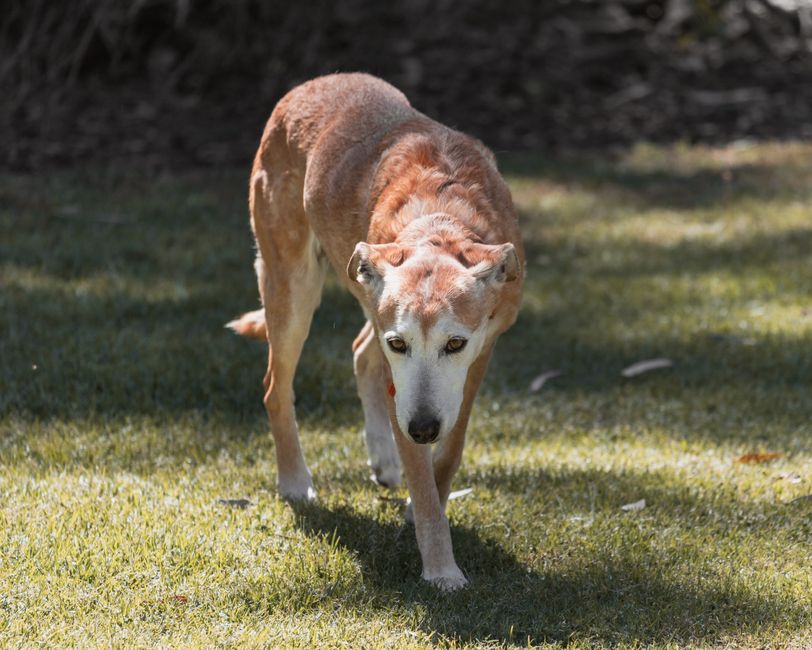 Dog-Friendly Parks Adelaide: Fitness & Community