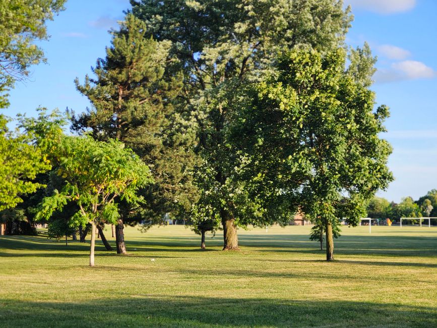 Unleashed Fitness: How Toronto’s Dog-Friendly Parks Became Social Wellness Hubs