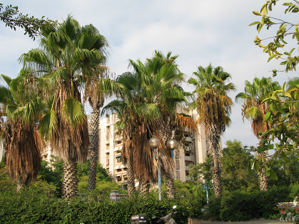 Ramat Aviv Buyers Find Steady Prices in Tel Aviv's Shifting Market