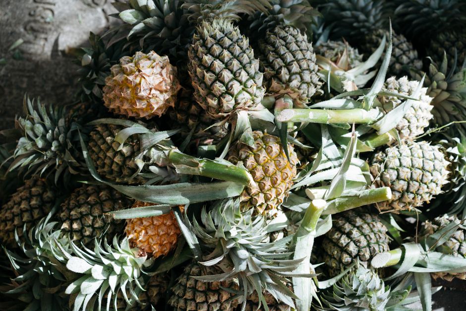 Farm to Table Cairns: Fresh Tropical Produce Guide