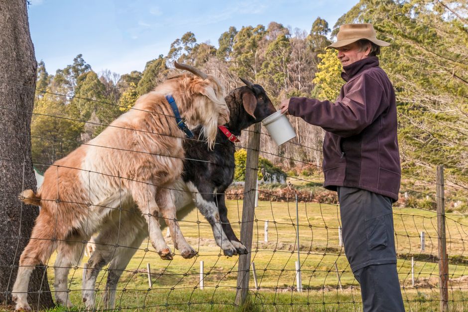 Rural Doctor Shortage Tasmania: New Leader Drives Recruitment