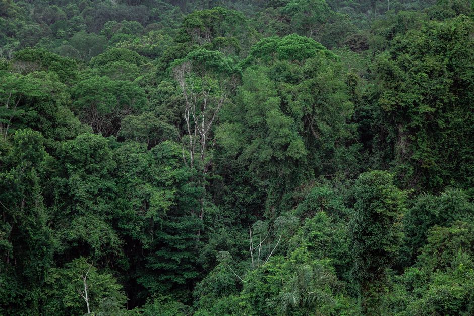 How the world's forests became a climate battleground