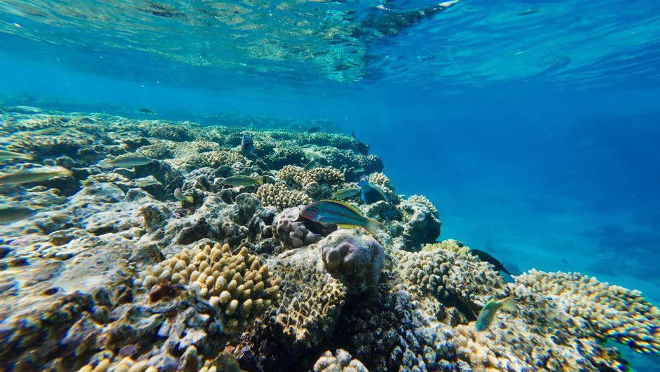 Moving to Cairns in 2026: Gateway to the Reef and a Growing Regional City