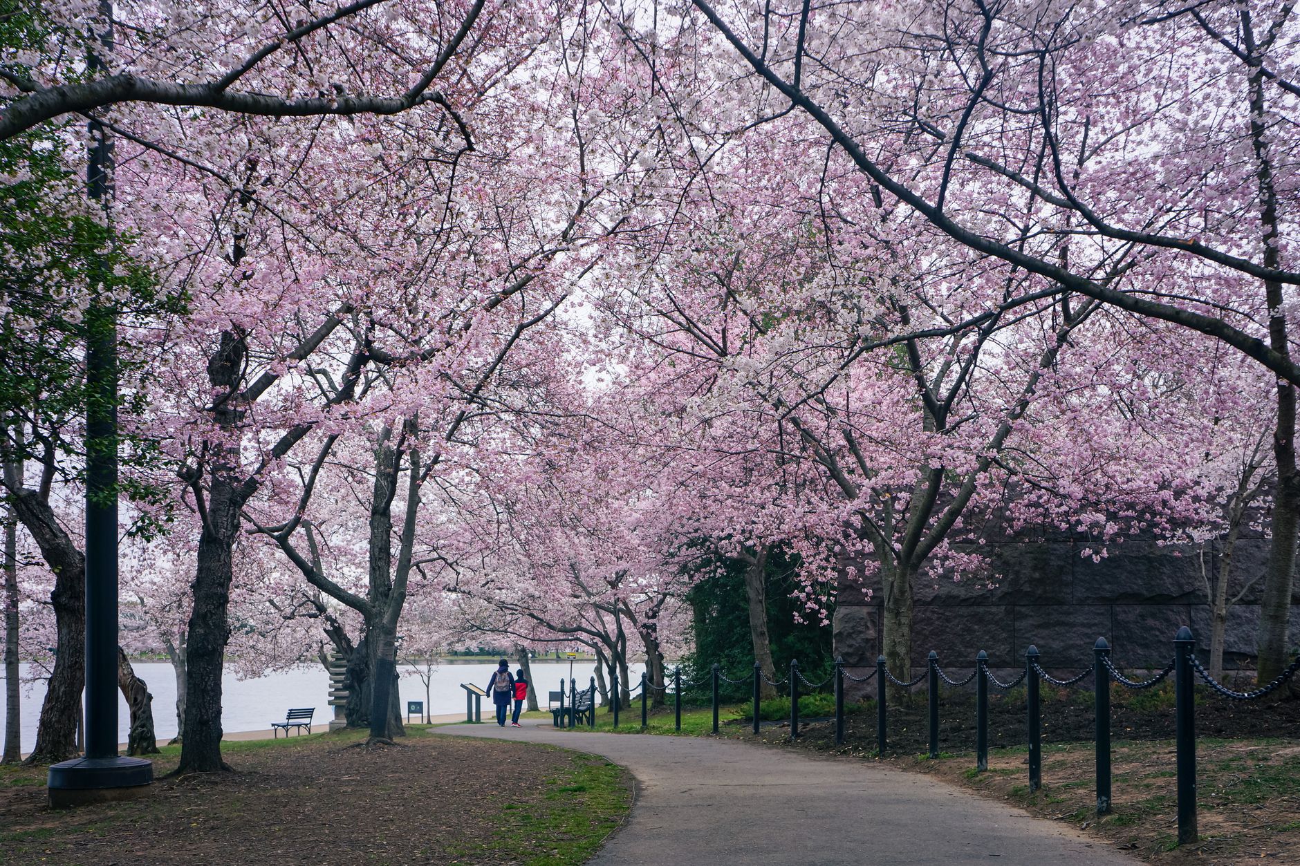 Beat the DC Summer: Evidence-Based Wellness Tips That Actually Work for District Conditions