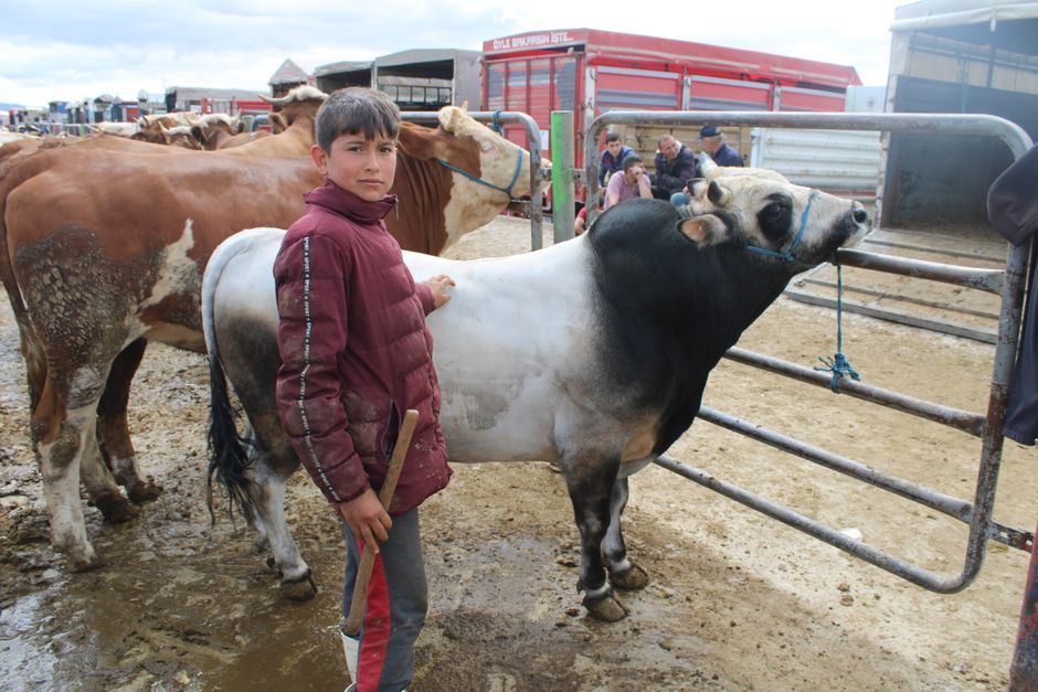How global beef and live export markets work
