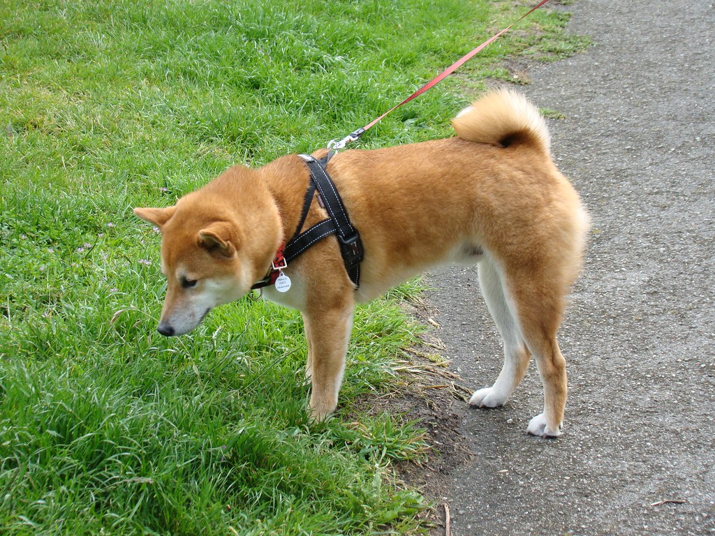 Dog Friendly Parks San Francisco: Social Fitness Hubs