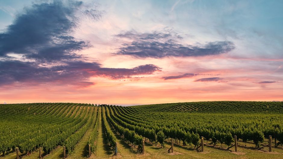 Fleurieu Peninsula and McLaren Vale: Wine Country on the Southern Coast