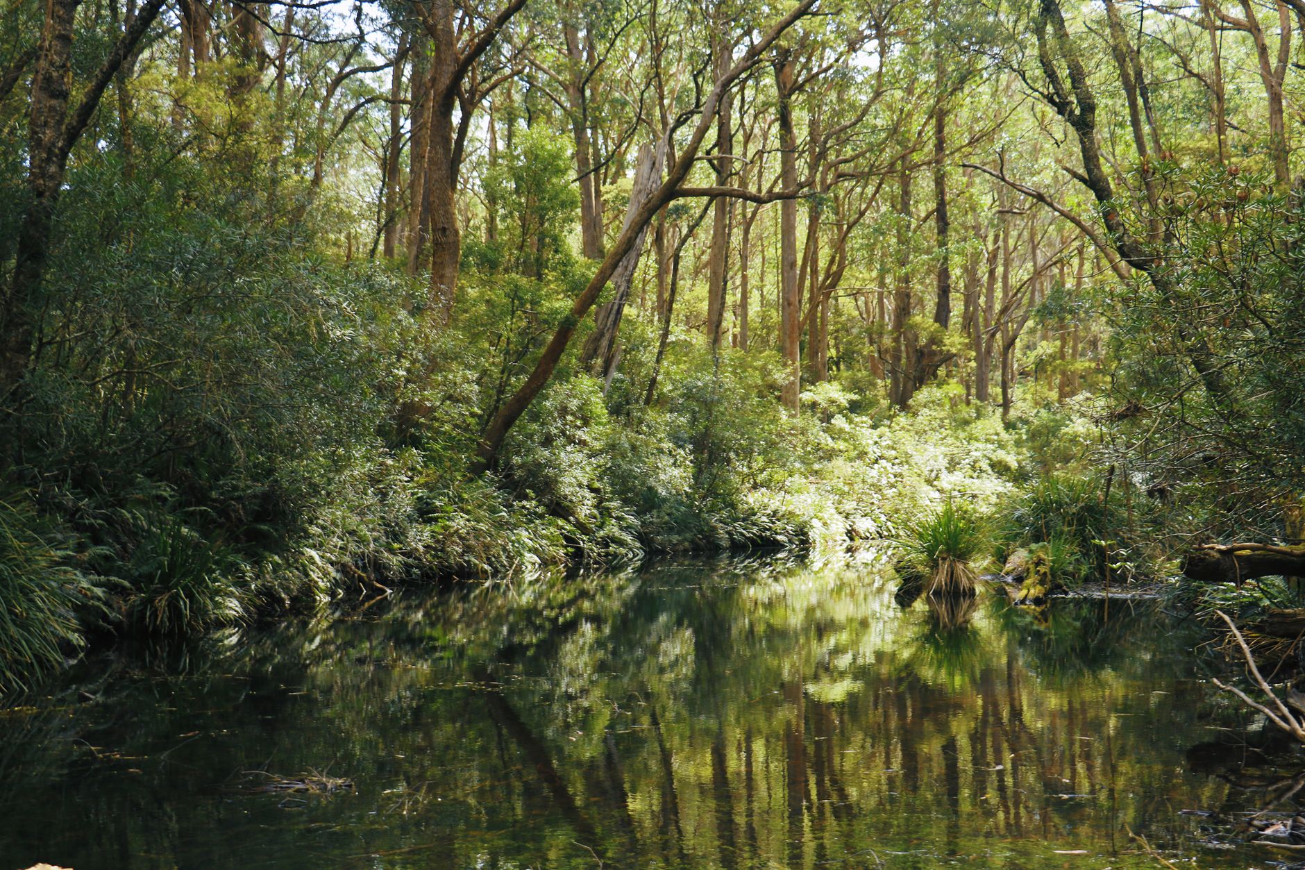 Mindfulness Central Coast: Free Nature Practices