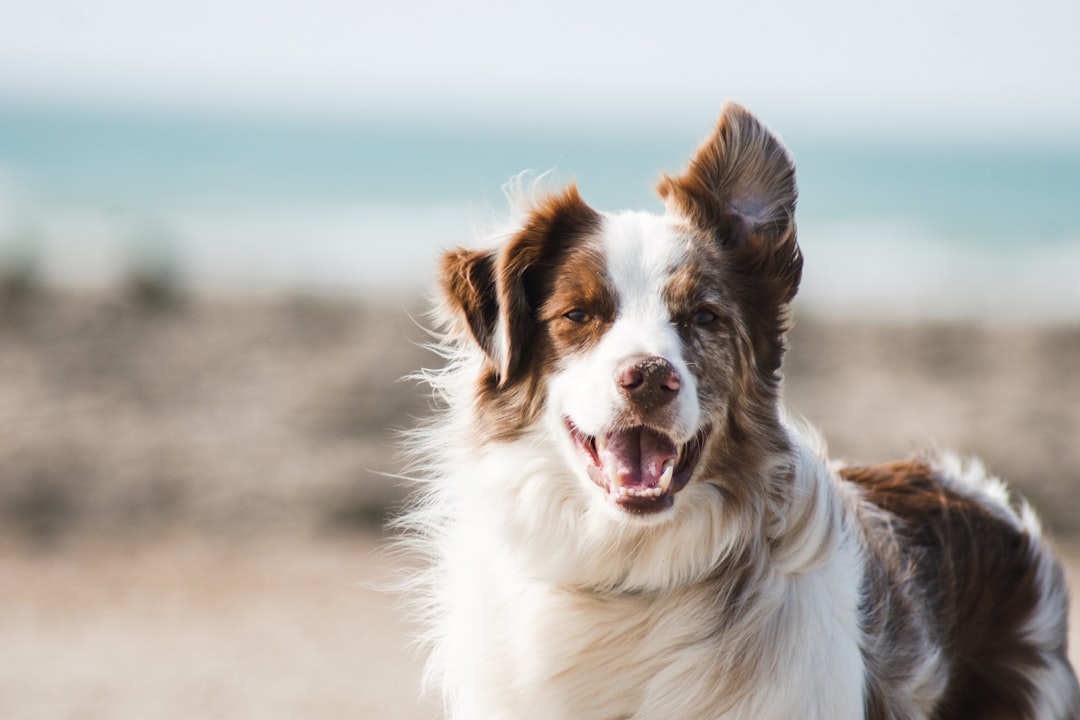 Dog-Friendly Parks Canberra: Off-Leash Areas & Cafés
