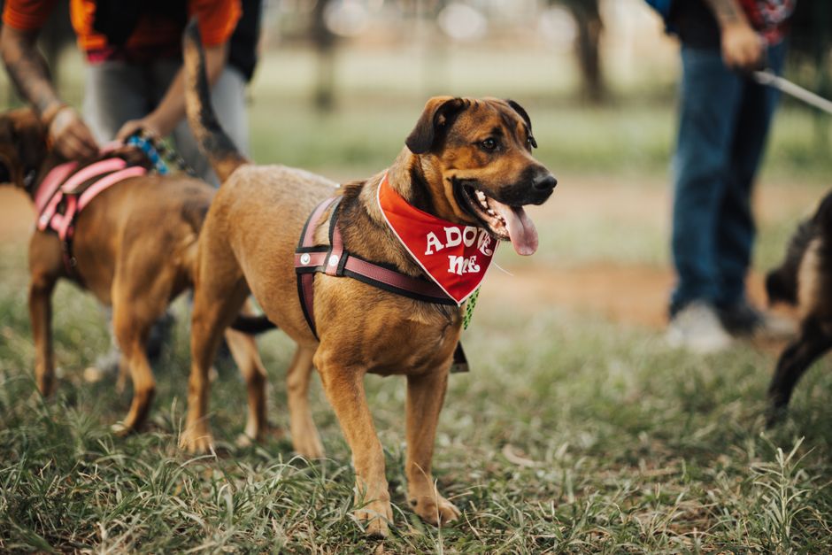 Dog Friendly Parks Darwin: Social Fitness & Pet Wellness