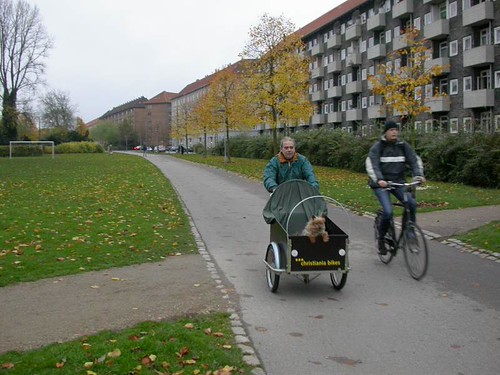 Dog Owners in Copenhagen Transform Parks Into Social Fitness Hubs
