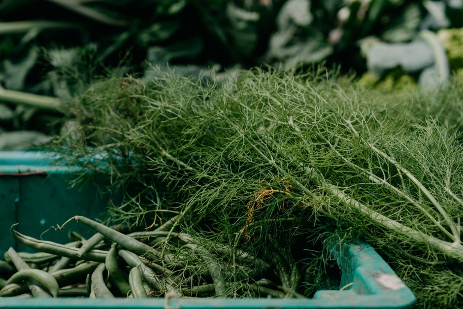 Canberra's Farmers Markets and Gardens Transform Local Healthy Eating