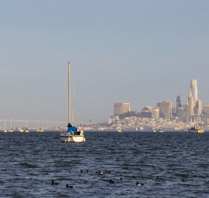 San Francisco Soccer Delivers Drama on the Pitch: Week's Results Show Promise and Heartbreak