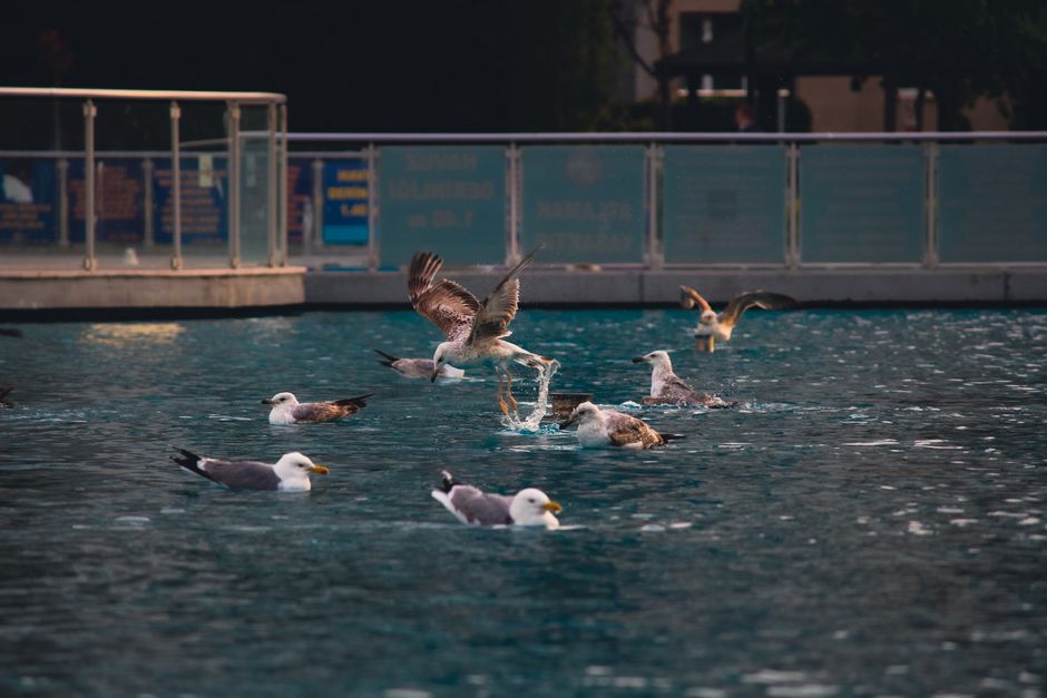 Making a Splash in Istanbul: Your Complete Guide to Getting Started in Water Sports