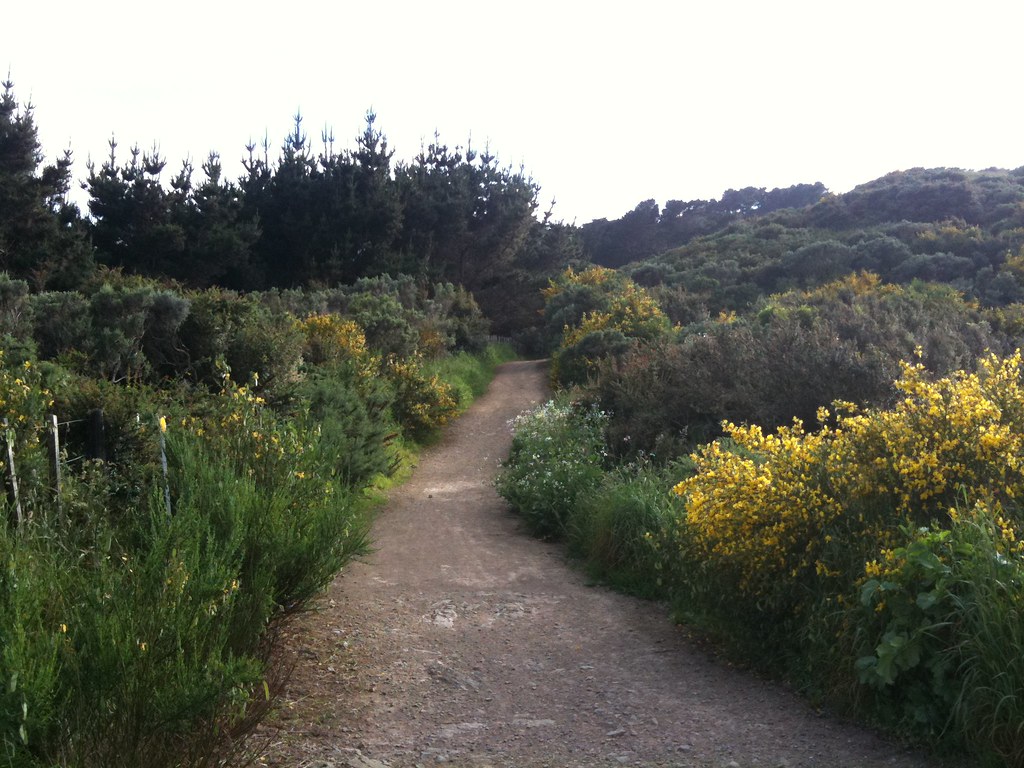 Walking Meditation Wellington: Daily Routes
