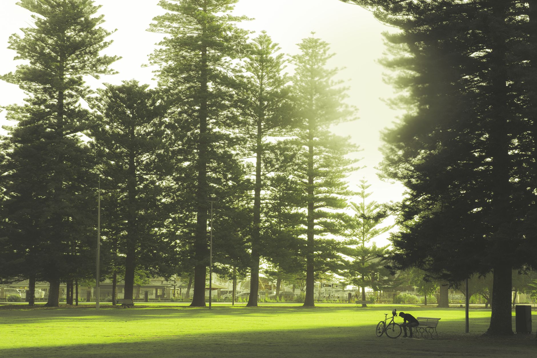 Cycling in Sydney: Clubs, Classic Routes and the Velodrome at Sydney Olympic Park