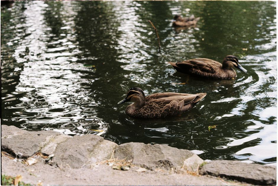 Outdoor Lap Pools Melbourne: Winter Swimming Gems