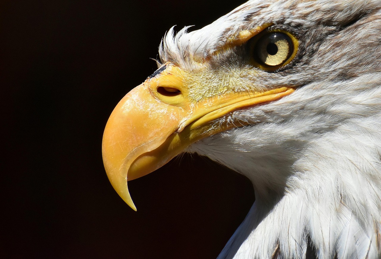 Experts Update Jackie the Bald Eagle's Condition After Rescue