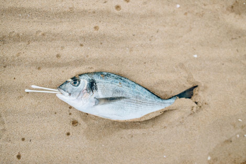 Why the world's fish stocks are a shared problem