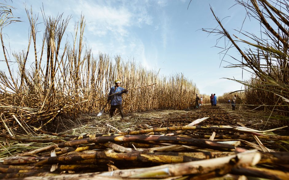 Sugar and Tropical Agriculture: The Farming Heritage of the Cairns Region