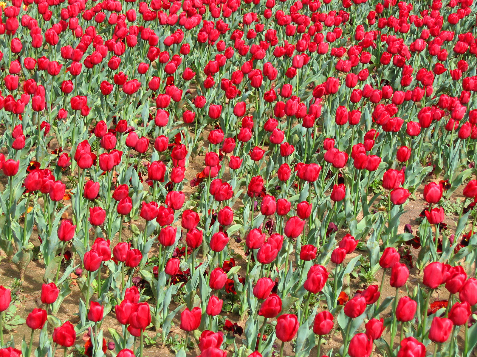 Canberra's Seasonal Events Calendar: Floriade, Enlighten, Balloons and Truffle Season