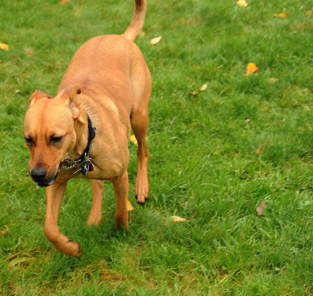 Seattle Dog Parks Become Summer Social Fitness Hubs for Residents