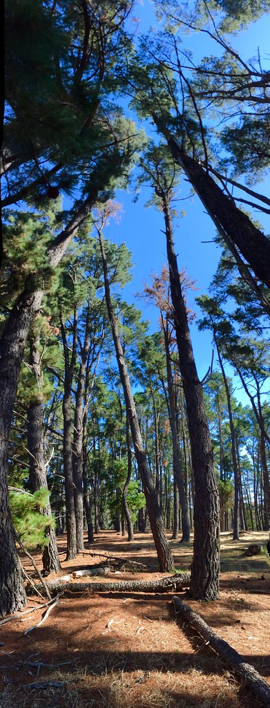 Nature Walks Bendigo: Local Trails Tourists Miss