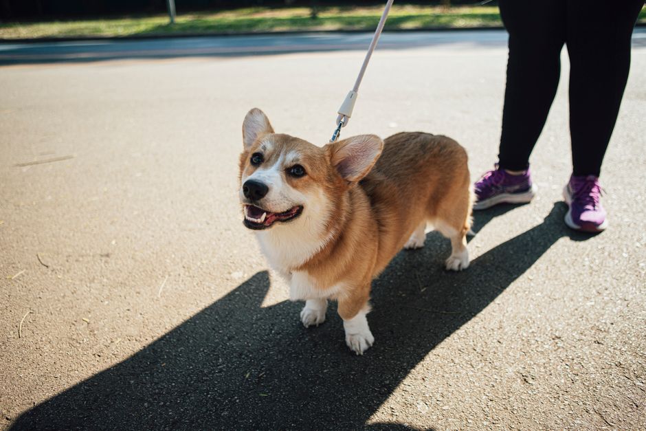 Four-legged fitness: Adelaide's dog-friendly parks where exercise meets community
