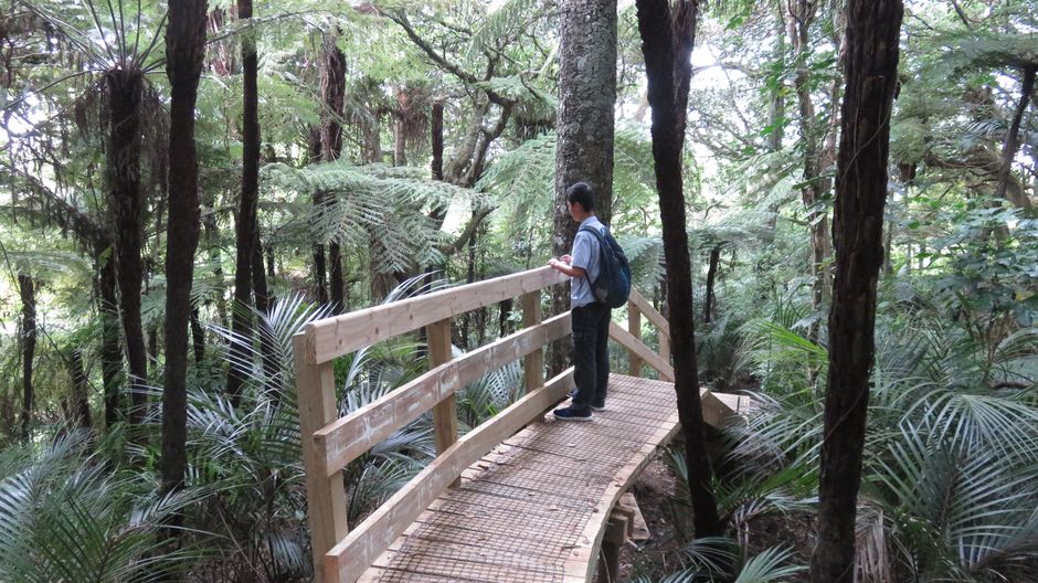 Auckland Locals Reveal 10 Secret Nature Walks Tourists Miss