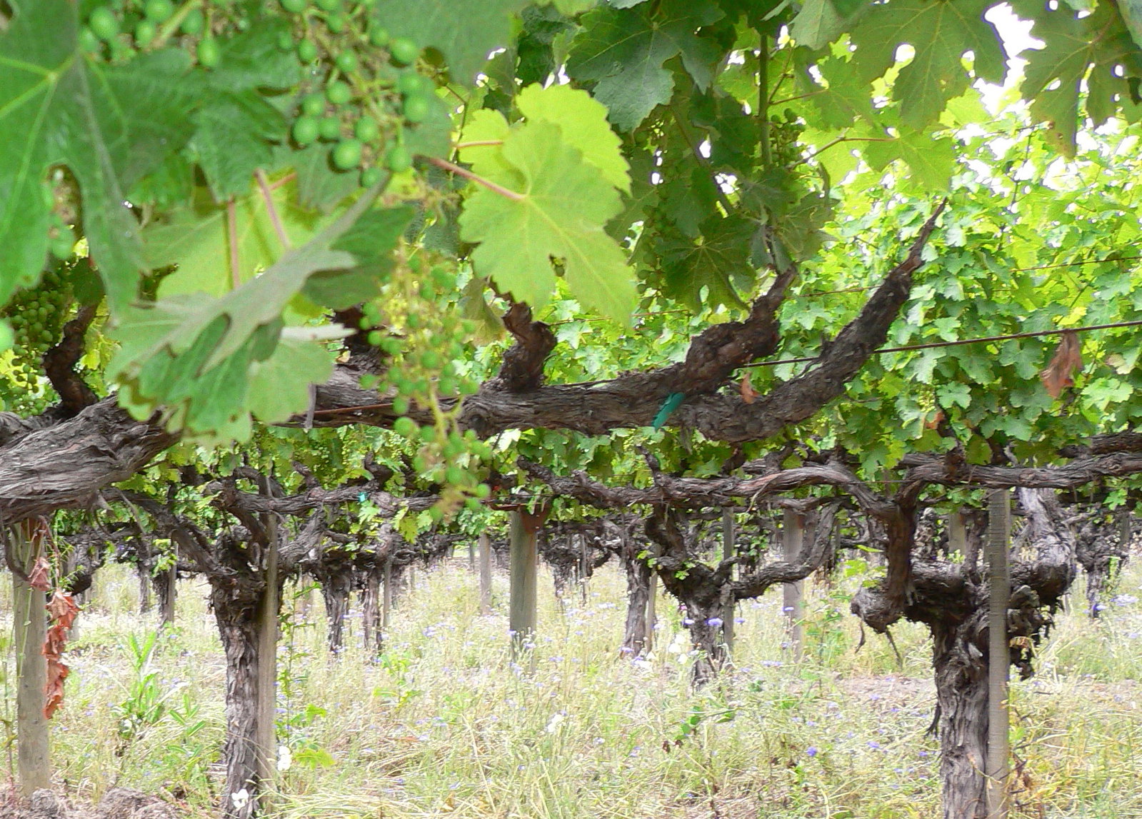 How the global wine industry works, and why Australia's vintages compete on a tilted playing field