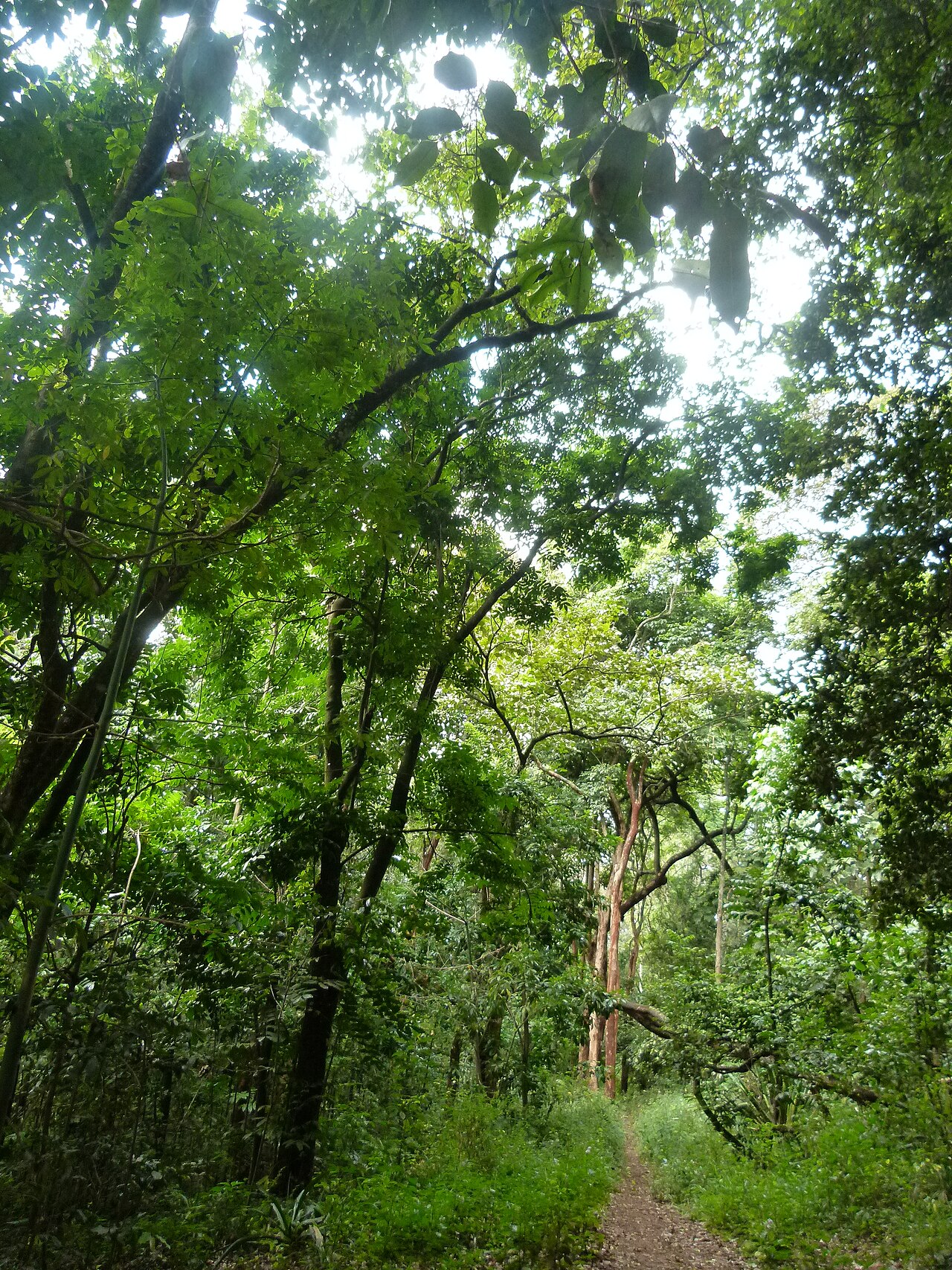 Nairobi Arboretum: Trees, History and a Green City Walk