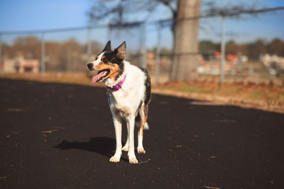Dog-Friendly Parks Sydney: Best Spots for Fitness
