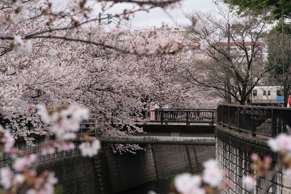 Tokyo Cherry Blossom Season Weather Guide 2026
