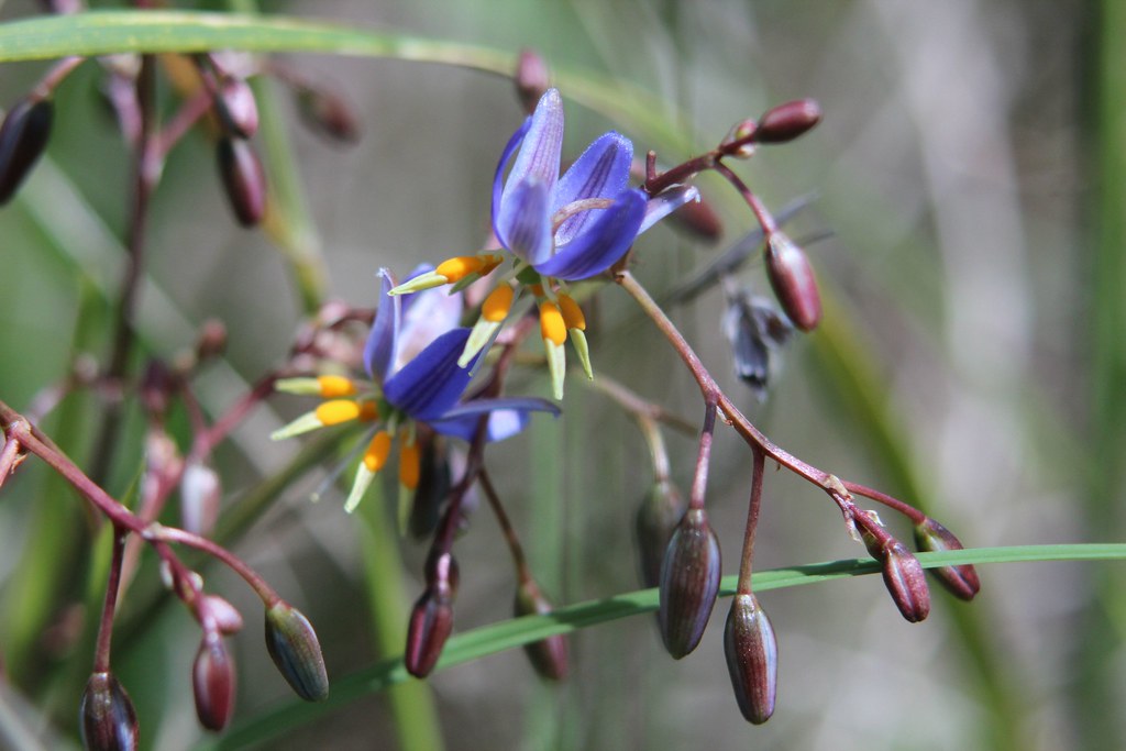 Canberra's Natural Spaces Reduce Stress: Science-Backed Wellness Strategies