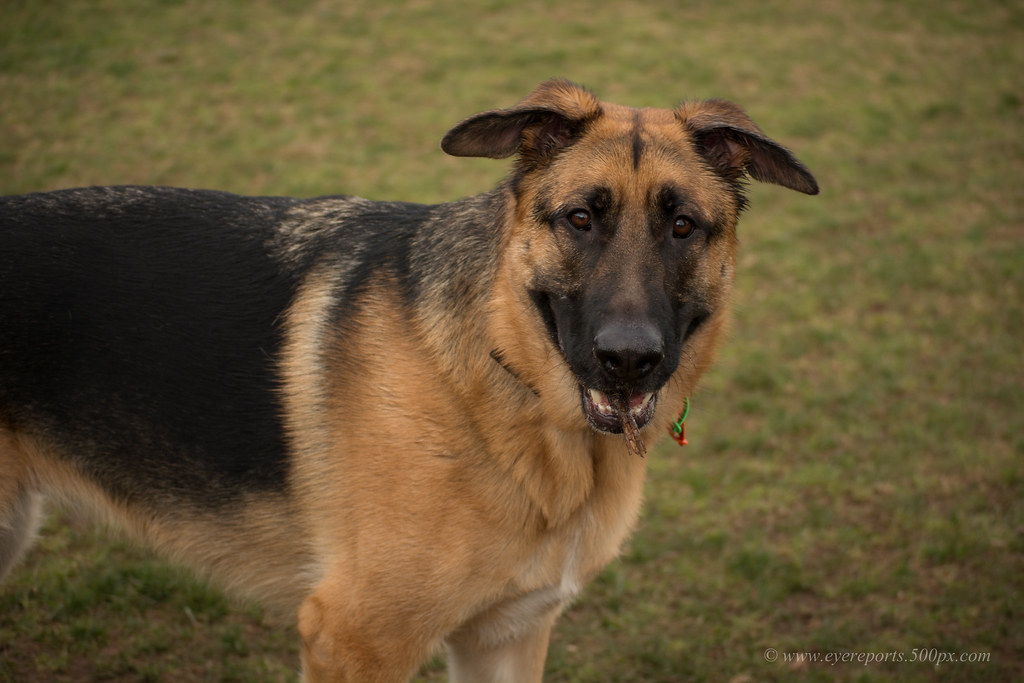 Adelaide Dog Parks Transform Residents' Health Through Daily Exercise