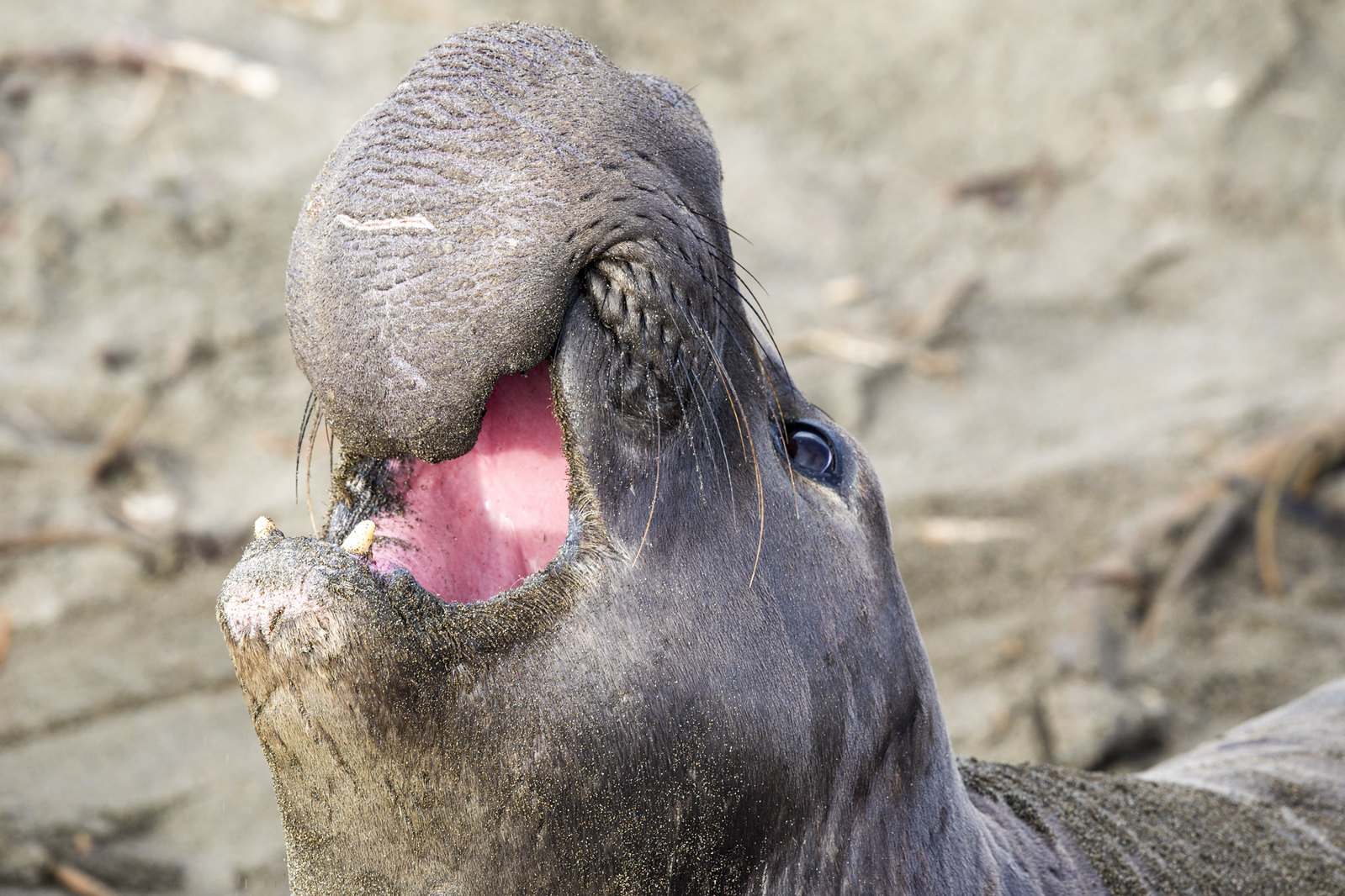 Central Coast Offers 41 Beaches, Wildlife Parks, Adventure Activities