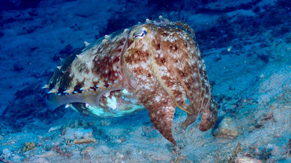 Cuttlefish numbers alarm scientists as Whyalla's marine ecosystem faces mysterious collapse