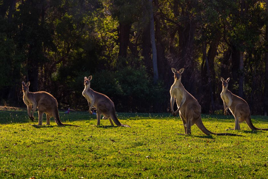 Affordable Suburbs Bendigo: Kangaroo Flat Outperforms Neighbours