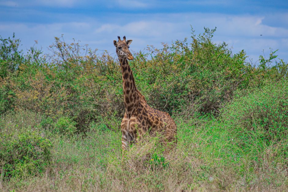Why Nairobi's Tech Ecosystem Stands Apart in the Global Cybersecurity Stakes