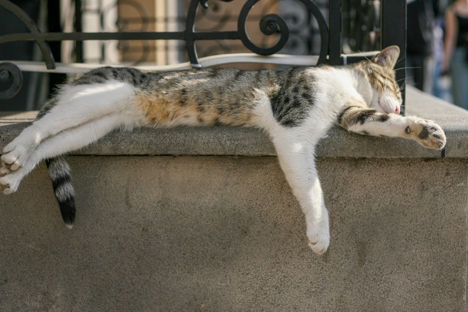 Afternoon Nap Benefits in Townsville: Timing Tips