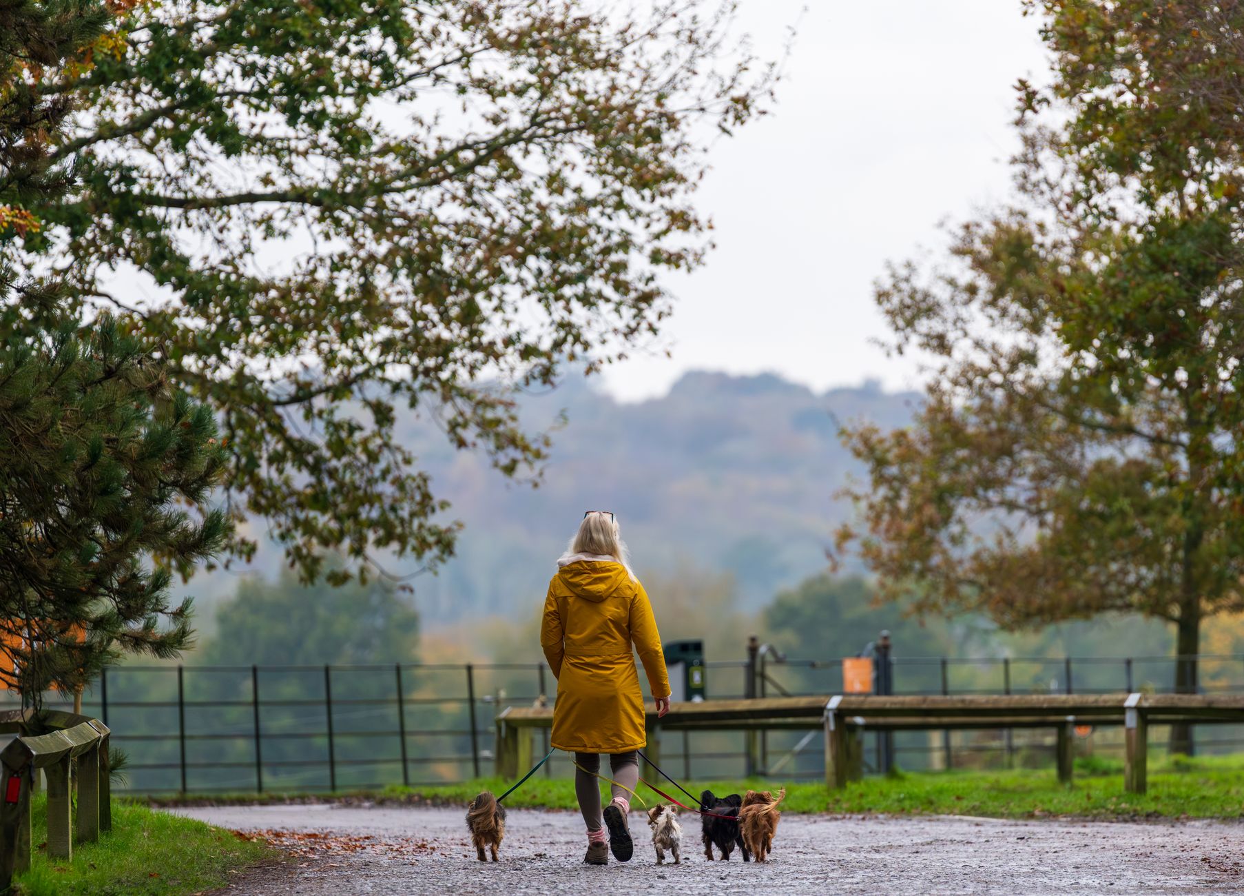 Sheffield's Dog-Friendly Parks Are Quietly Becoming the City's Most Popular Fitness Clubs